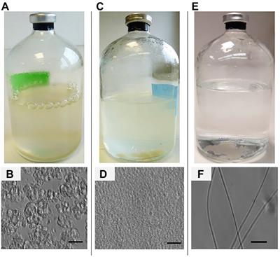 A unified and simple medium for growing model methanogens